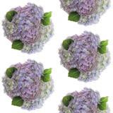 Pastel colored groups of photographed fresh Hydrangea flowers arranged on white background. Seamless image. Royalty Free Stock Photo Pastel colored groups of photographed fresh Hydrangea flowers arranged on white background. Seamless image. Royalty Free Stock Photo