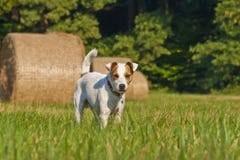 Pasteur blanc Russell Terrier image libre de droits Pasteur blanc Russell Terrier image libre de droits