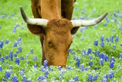 Pasto de los Bluebonnets Pasto de los Bluebonnets