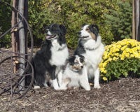 Pastore australiano felice Dog Family fotografie stock libere da diritti Pastore australiano felice Dog Family fotografie stock libere da diritti