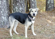 Pastore tedesco Dog e cane misto della razza di Shar Pei di cinese Immagine Stock Libera da Diritti Pastore tedesco Dog e cane misto della razza di Shar Pei di cinese Immagine Stock Libera da Diritti