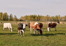 Pasture in the village Kholmogorskoe royalty free stock photos Pasture in the village Kholmogorskoe royalty free stock photos