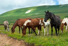 Pastwiskowi Konie Na łące Z Dzikimi Kwiatami, Kaukaz, Rosja ...