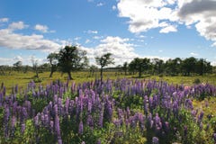 Patagonian Scenery stock image Patagonian Scenery stock image