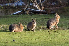 Patagón Mara, patagonum del Dolichotis es parientes grandes de conejillos de Indias fotografía de archivo libre de regalías Patagón Mara, patagonum del Dolichotis es parientes grandes de conejillos de Indias fotografía de archivo libre de regalías