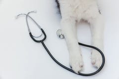 Patas y estetoscopio del border collie del perro de perrito aislados en el fondo blanco Poco perro en la recepci?n en el doctor v imagen de archivo libre de regalías Patas y estetoscopio del border collie del perro de perrito aislados en el fondo blanco Poco perro en la recepci?n en el doctor v imagen de archivo libre de regalías