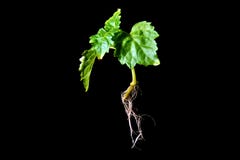 Patchouli Plant With Roots On Black Royalty Free Stock Photos