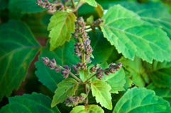 0 patchouli free stock photos - StockFreeImages