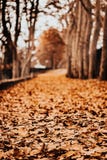 Path of leaves in autumn stock photo Path of leaves in autumn stock photo