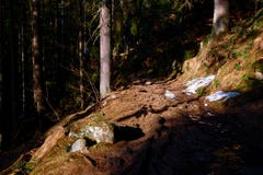 A path in the forest royalty free stock images A path in the forest royalty free stock images
