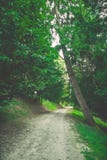 Path in the garden stock photo Path in the garden stock photo