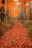 Path In Forest Royalty Free Stock Image Path In Forest Royalty Free Stock Image