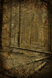 Path Into Creepy Dark Fir Tree Forest Royalty Free Stock Photos Path Into Creepy Dark Fir Tree Forest Royalty Free Stock Photos