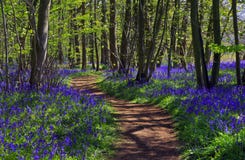 Free Path Through Bluebell Woods Stock Photos - 70959703