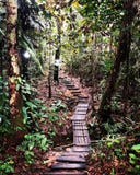 Wooden path to the forest stock photos Wooden path to the forest stock photos