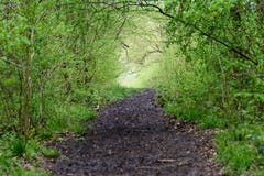 Path through the woods Royalty Free Stock Photo Path through the woods Royalty Free Stock Photo