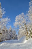 Pathway among trees covered by snow and hoarfrost royalty free stock photo Pathway among trees covered by snow and hoarfrost royalty free stock photo