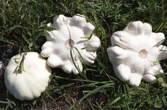 Patisson blanc sur l'herbe dans le jardin photographie stock libre de droits Patisson blanc sur l'herbe dans le jardin photographie stock libre de droits