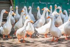 Pato branco na exploração agrícola foto de stock Pato branco na exploração agrícola foto de stock