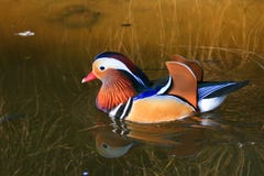 Pato de mandarín colorido imagenes de archivo Pato de mandarín colorido imagenes de archivo