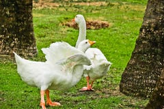 Pato de Pekin no parque imagens de stock Pato de Pekin no parque imagens de stock
