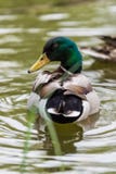 Pato do pato selvagem em uma lagoa fotos de stock Pato do pato selvagem em uma lagoa fotos de stock
