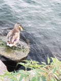 Pato lindo imágenes de archivo libres de regalías Pato lindo imágenes de archivo libres de regalías