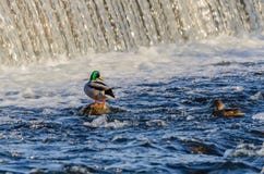 Pato no córrego Patos no inverno imagens de stock Pato no córrego Patos no inverno imagens de stock