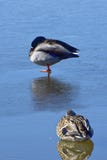 Pato selvagem Duck Couple imagens de stock Pato selvagem Duck Couple imagens de stock