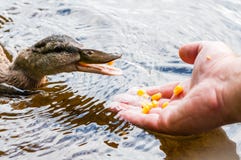 Patos de Brown, patinhos que comem grões do milho da mão humana da palma no lago perto da praia, tempo de alimentação Espécie dos imagem de stock Patos de Brown, patinhos que comem grões do milho da mão humana da palma no lago perto da praia, tempo de alimentação Espécie dos imagem de stock