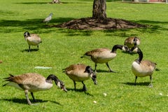 Patos en hierba verde imagen de archivo libre de regalías Patos en hierba verde imagen de archivo libre de regalías