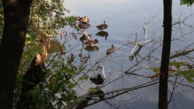 Patos no lago Patos no lago