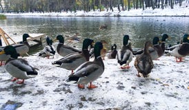 Patos no rio do inverno, wintering na cidade fotografia de stock royalty free Patos no rio do inverno, wintering na cidade fotografia de stock royalty free