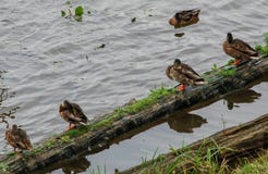Patos que sentam em um início de uma sessão a água imagem de stock royalty free Patos que sentam em um início de uma sessão a água imagem de stock royalty free