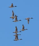 Patos rojizos septentrionales en vuelo foto de archivo Patos rojizos septentrionales en vuelo foto de archivo