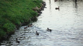 Patos y cisnes en la charca Patos y cisnes en la charca