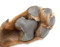 Patte d'un crabot de race un Rottweiler photos libres de droits Patte d'un crabot de race un Rottweiler photos libres de droits