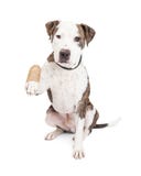 Patte de Pit Bull Dog With Injured photos stock Patte de Pit Bull Dog With Injured photos stock