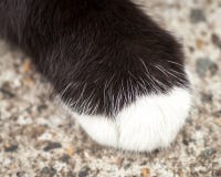 Patte Velue De Chat Noir De Brown Avec La Chaussette Blanche Image Stock Image Du Velue Brown Patte Velue De Chat Noir De Brown Avec La Chaussette Blanche Image Stock Image Du Velue Brown