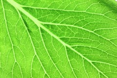 Pattern Of Green Leaves In A Macro. Stock Image