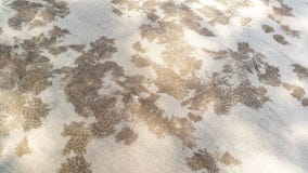 Pattern of Sand bubbler crabs stock photography Pattern of Sand bubbler crabs stock photography