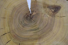 The pattern on the stump royalty free stock photos The pattern on the stump royalty free stock photos