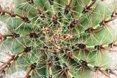 Patterns nature of green cactus with many long thorn blooming for background ,top view stock images Patterns nature of green cactus with many long thorn blooming for background ,top view stock images