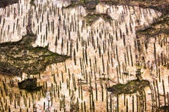 Abstract patterns in nature royalty free stock images Abstract patterns in nature royalty free stock images