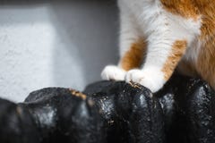 Pattes blanches en gros plan et rouges de chat sur le radiateur noir image stock Pattes blanches en gros plan et rouges de chat sur le radiateur noir image stock