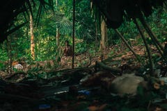 PATTHALUNG, TAILANDIA - 13 DE DICIEMBRE DE 2015: El Negrito de Tailandia Son una tribu del saa-gai que viven pacífico en el denso foto de archivo libre de regalías PATTHALUNG, TAILANDIA - 13 DE DICIEMBRE DE 2015: El Negrito de Tailandia Son una tribu del saa-gai que viven pacífico en el denso foto de archivo libre de regalías