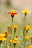 Patula de Tagetes imagen de archivo Patula de Tagetes imagen de archivo