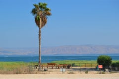 Paume sur le rivage photographie stock Paume sur le rivage photographie stock