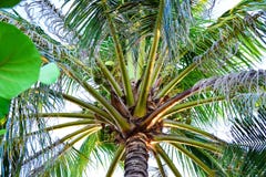 Paume verte stupéfiante avec de grandes feuilles et noix de coco dans les tropiques photo stock Paume verte stupéfiante avec de grandes feuilles et noix de coco dans les tropiques photo stock