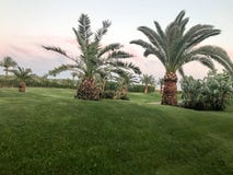 Paumes du sud tropicales hautes-basses de désert avec de grandes feuilles de vert et troncs forts forts sur une pelouse verte, he image stock Paumes du sud tropicales hautes-basses de désert avec de grandes feuilles de vert et troncs forts forts sur une pelouse verte, he image stock